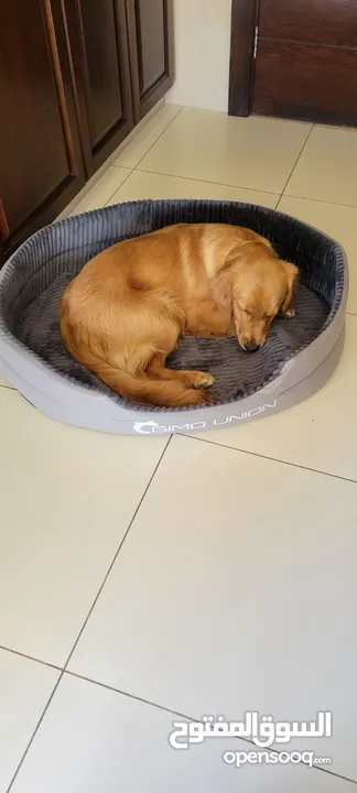 Golden retriever for sale