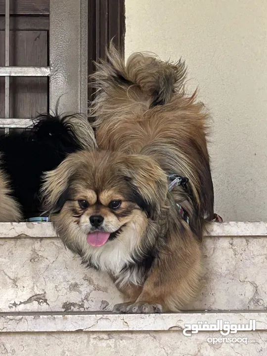 بكنيز بيور pekingese بيكينيز
