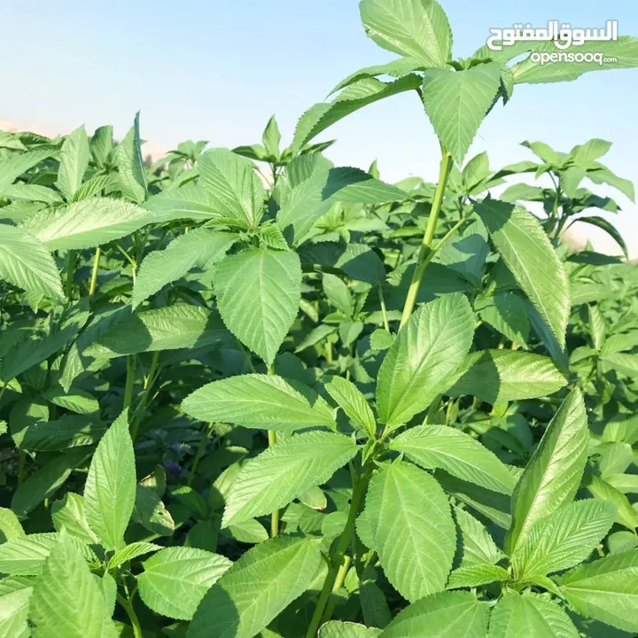 ملوووخيه جاهزه للطبخ او تفريزززز فرم على اليد ناعممم السعر حسب الكميه المطلوبه