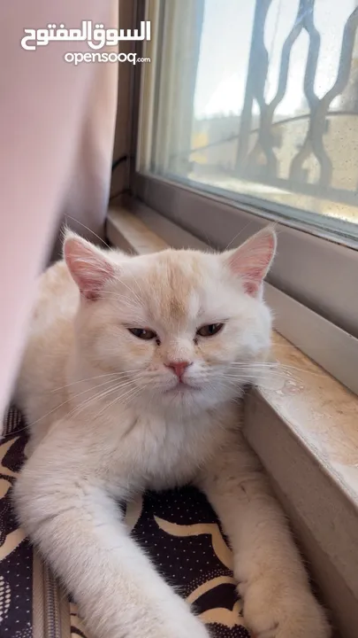 قطط سكوتش فولد 3 اناث وذكرين