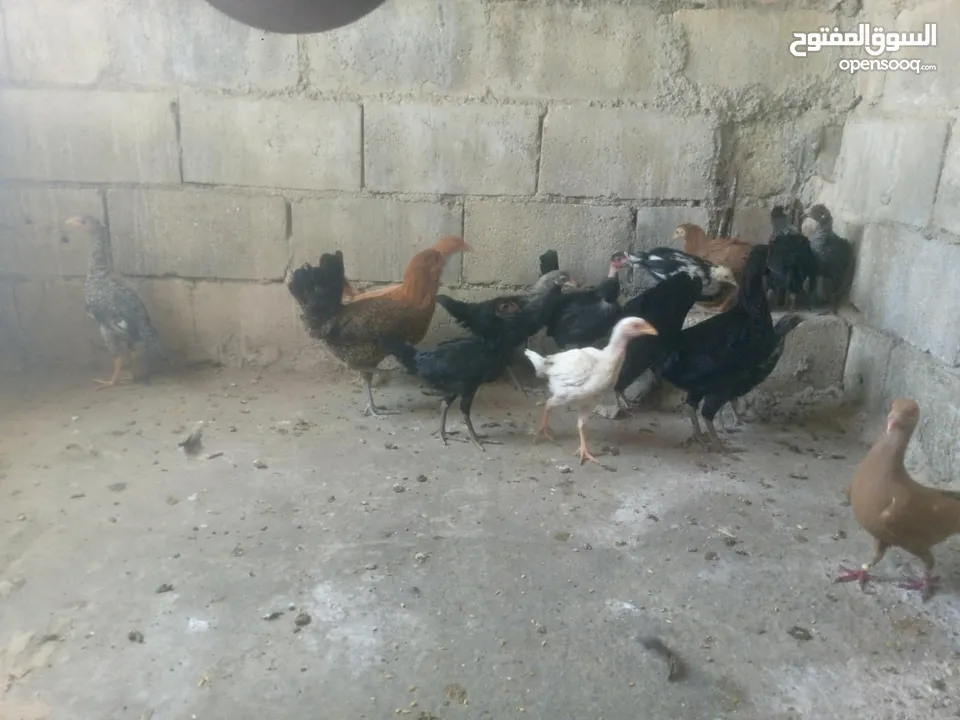 دجاج بلدي نخب اول للبيع