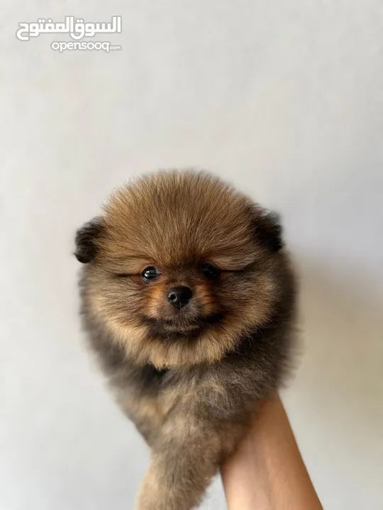 Pomeranian, 3 months كلب بوميرانيان ذكر عالي الجودة، عمره ثلاثة أشهر.