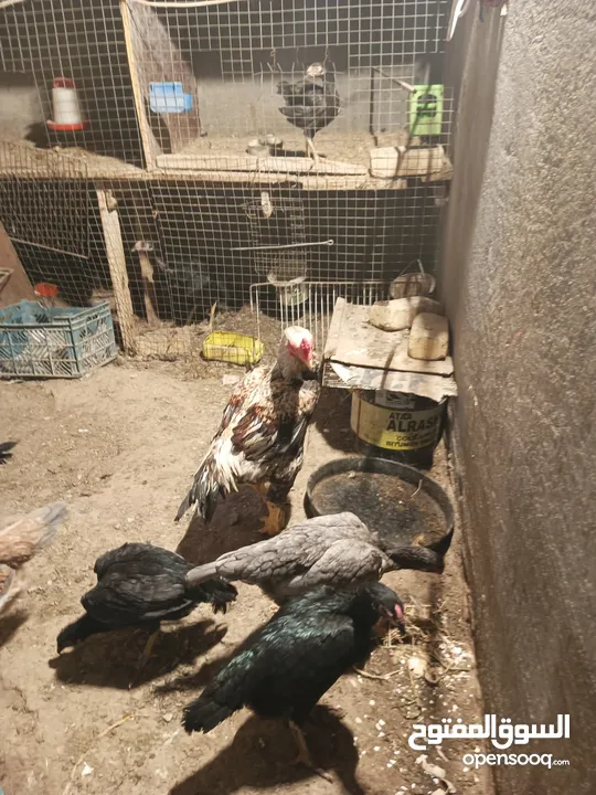 ديج هندي شوكي معا 5دجاجات هنديات بياضات خشنات