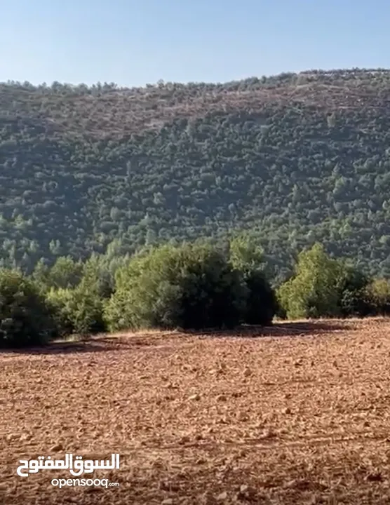 ارض مفروزه محاطة ب شاليهات و غابات