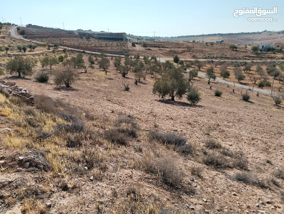 لقطة ؛ أرض زراعية مع غرفة على حدود الطفيلة والكرك ، تصلح للاستثمار كمزرعة سياحية أو منتجع سياحي
