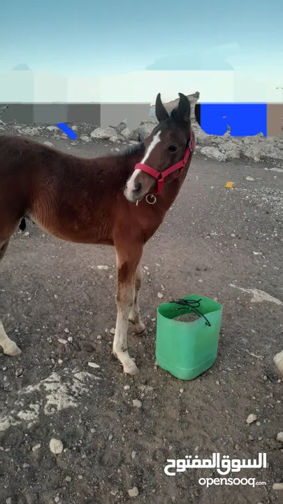 مهر العمر ثلاث شهور 20   يوم