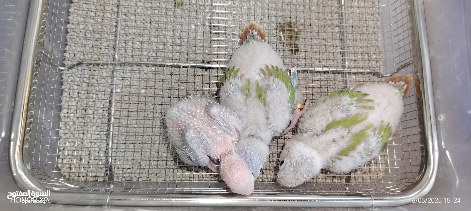 فراخ جرين شيك حبات نخب حجم جامبو صدر احمر