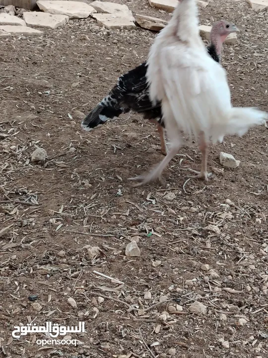 وز بط حبش للبيع