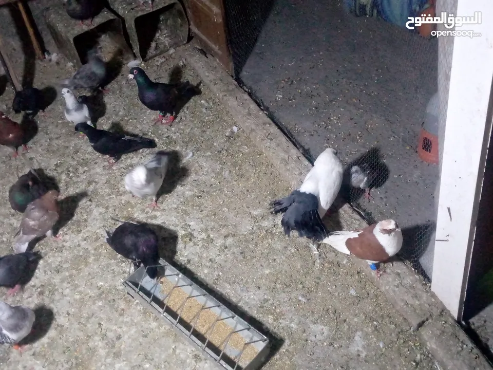 جوز حمام يمامه للبيع صحه ونضافه وشغال