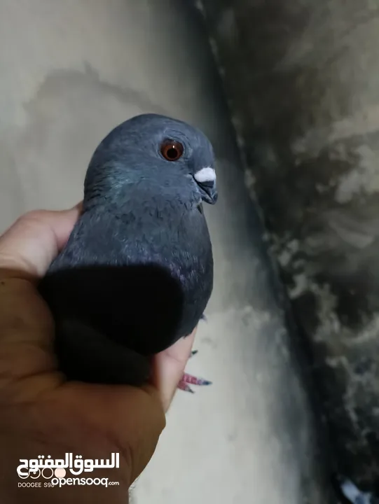 حمام للبدل