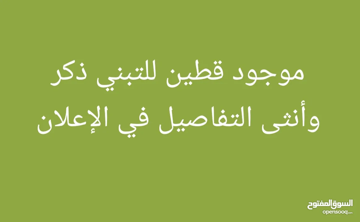 ذكر سكوتيش فولد وأنثى بريتيش لونج هير للتبني