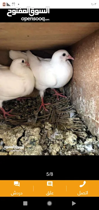 زغاليل طازجه مذبوبحه منظفه جاهزه للطبخ الجوز 2.50 من الآخر