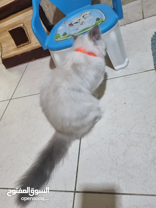 MIXED Breed Scotish Kitten vaccinated 4 months