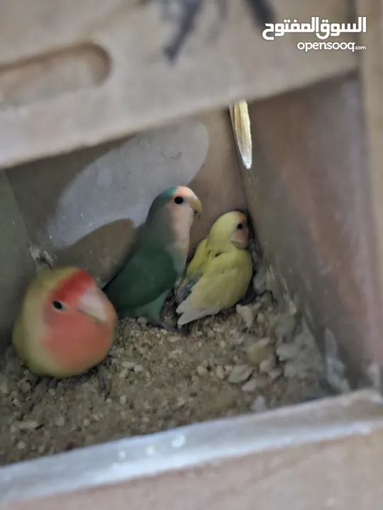جوز روز معاهم فرخ عمر ست اشهر