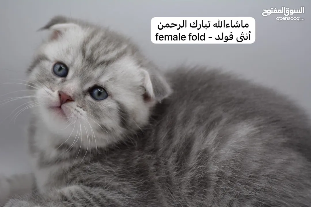 سكوتش كيتن فولد وستريت الوان مميزه ليلك ومشمشي وغيرها 15 كيتن
