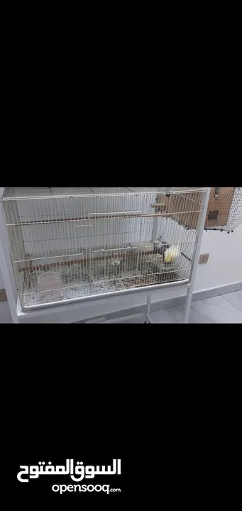 cockatiel breeder pair