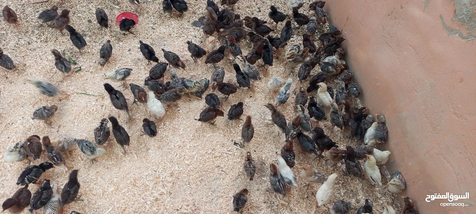 صيصان بلدي ومطروحي لوهمان فيومي عمر شهر