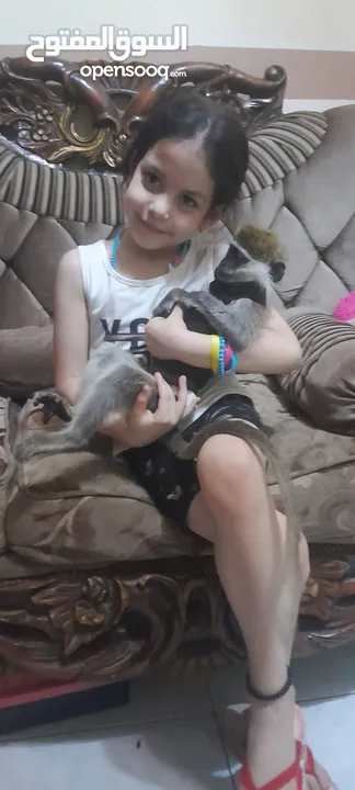 نسناس للبيع  هادي