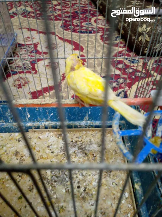 كنارات وكوكتيل