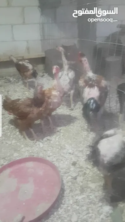 دجاج بكستاني