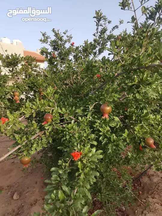 منزل مستقل للبيع مساحة 442 مكون من طابقين  الطابق الاول مستقل وشقتين الطابق الثاني كل شقه مستقله