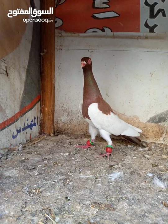 كنار جزري غامق ( احمر ) حمام باكستاني يهودي للبيع والسعر على التلفون التسليم بالسلط