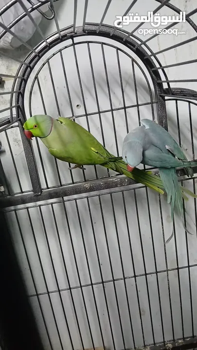 جوز دره طيرة زرقه متكلمه وموالفه وفحلها أخضر بداية كلام  او للبدل