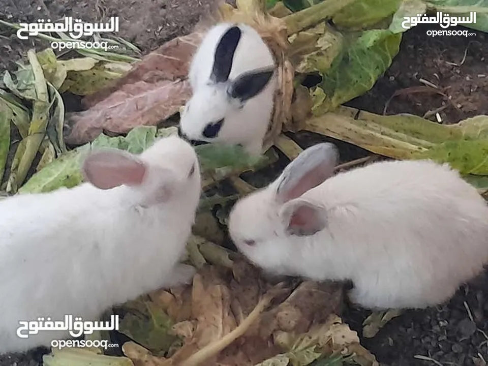 ارانب فرنسيه اعمار مختلفه عمرشهر 3دنانير