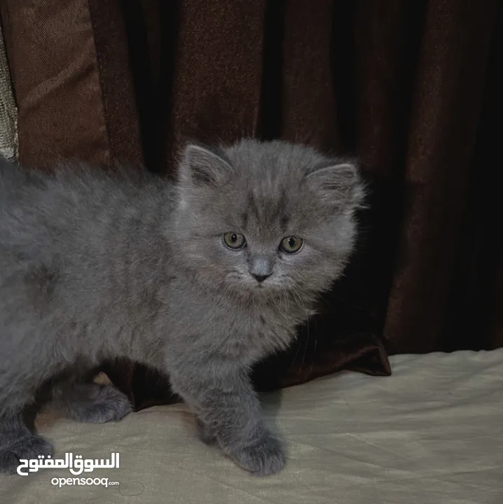 قطط سكوتش فولد