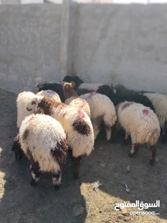 16 عبور زابطات لحم وزابطات مقنوا مطلوب 140