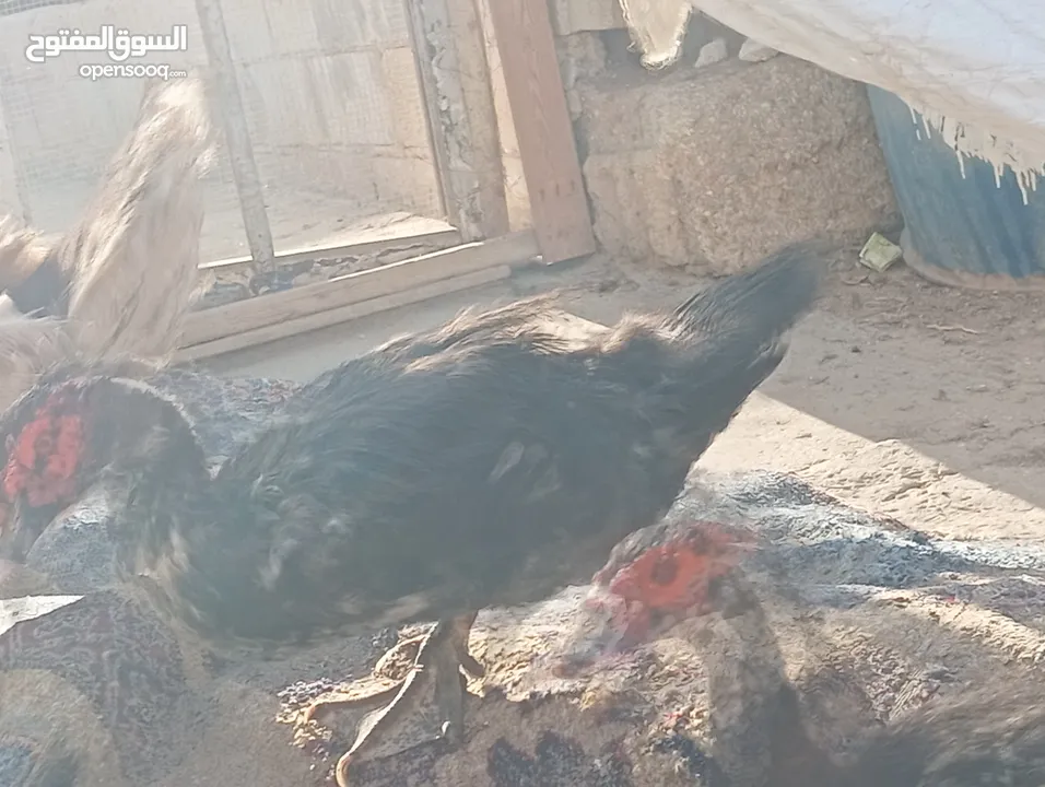 طيور للبيع بغرض نقل مكان السكن