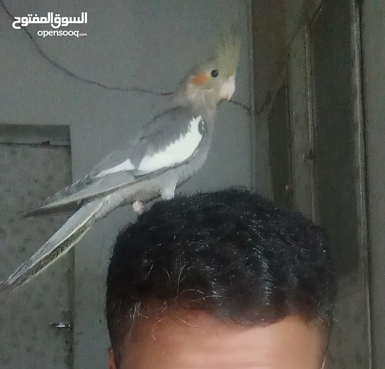 ببغاء كوكتيل