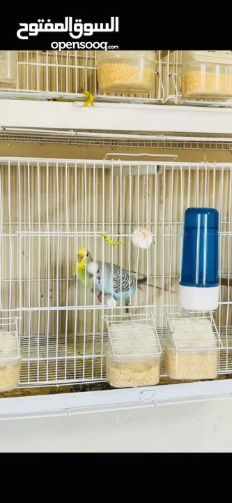 طيور حب بادجي