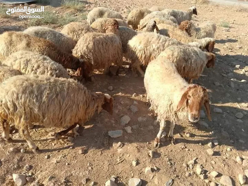 بلدي اي راس نفس الصور وزن 20 ل25 لحم صافي فقط 120 وذبح وتقطيع نفس الموقع حلال بري مافي دهن عقائق ونذ