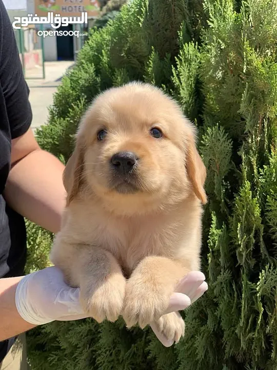 جولدن ريتريفر Golden retriever