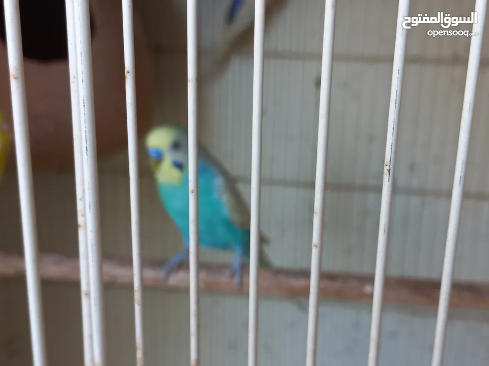 Budgies pair