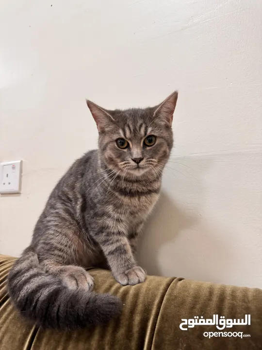 British shorthair and Scottish fold(gray)