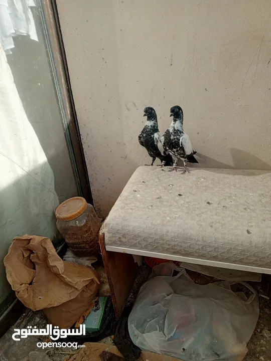 جوز مزهورات سود