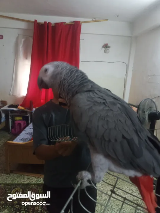 بغبغاء كاسكو