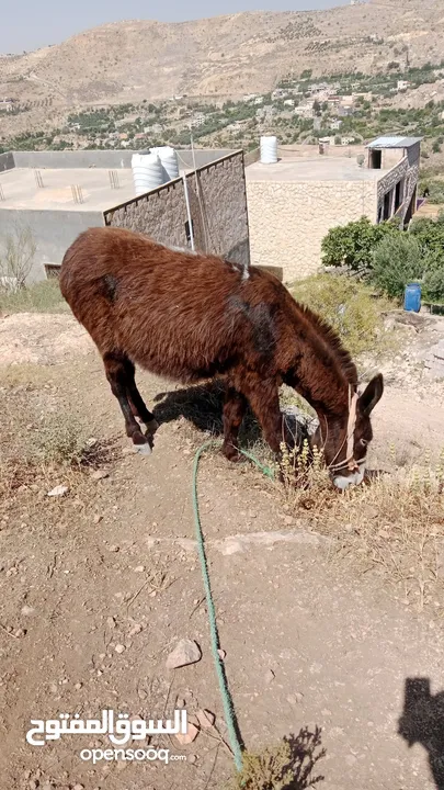 سوق المفتوح