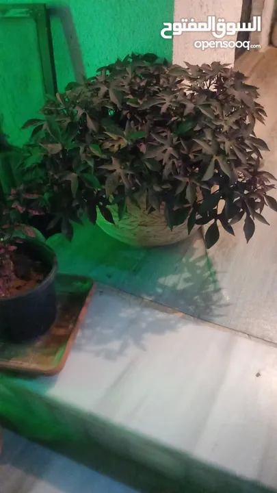 مجموعة اغراض للبيع