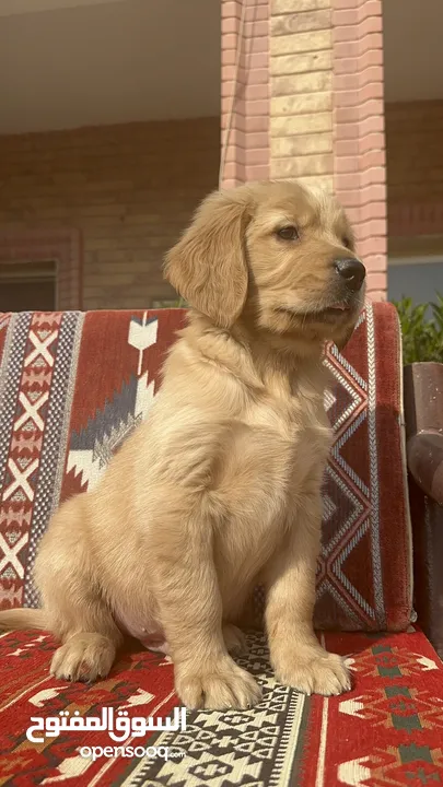 للبيع جولدن ريتريڤر for Sale Golden Retriever