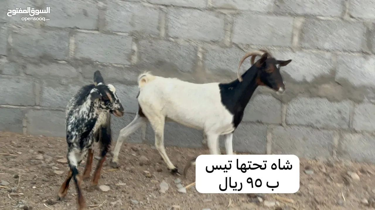 غنم للبيع بأسعار مناسبه