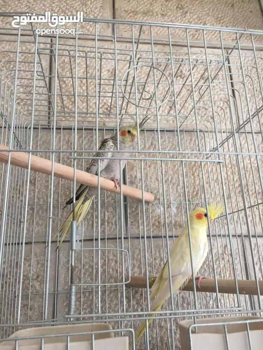 ببغاء كوكتيل اليف