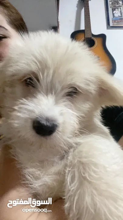 Mix breed puppies Morkie and Coton