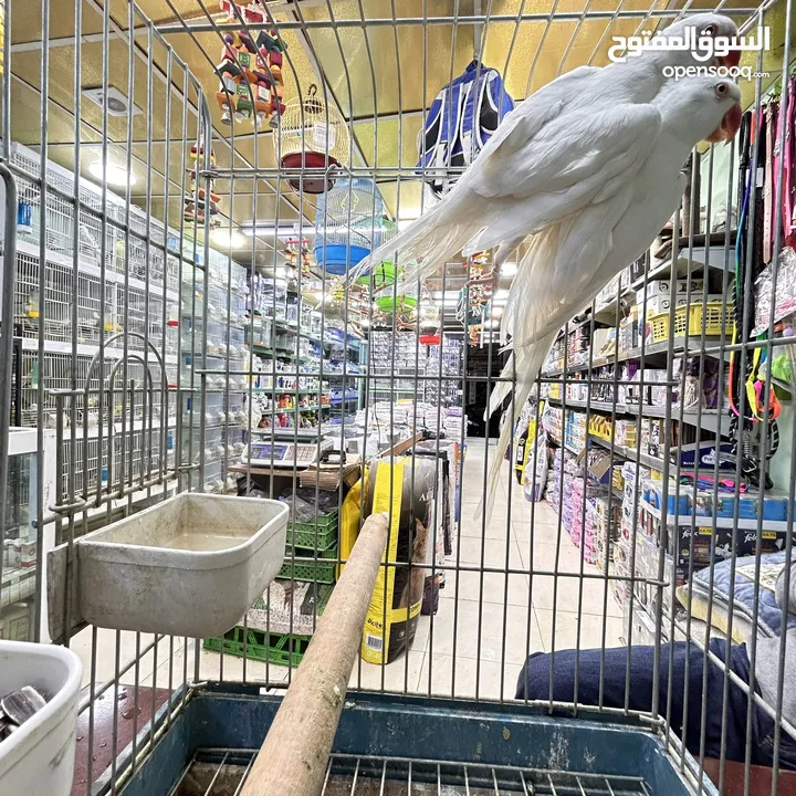كاسكو مكاو كوكاتو امزون