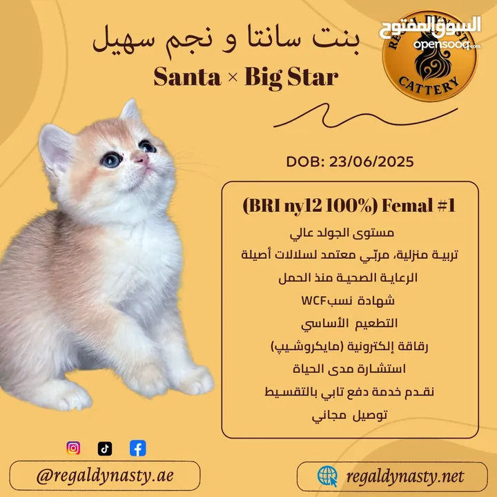 High-level British Shorthair kittens with pedigree