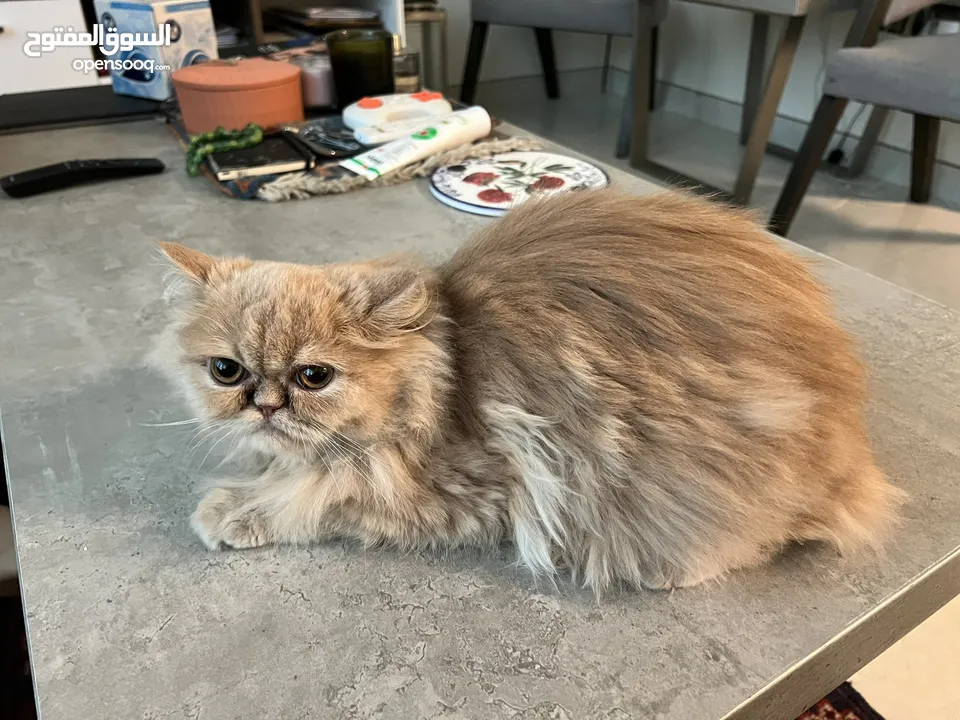 A High Breed Partial Peaky Faced Persian Kitten