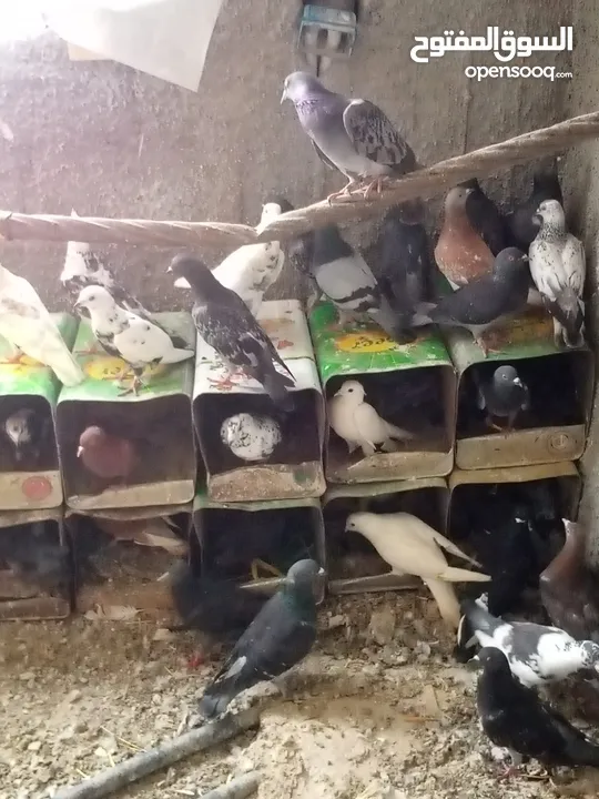 حمام بلدي شغال