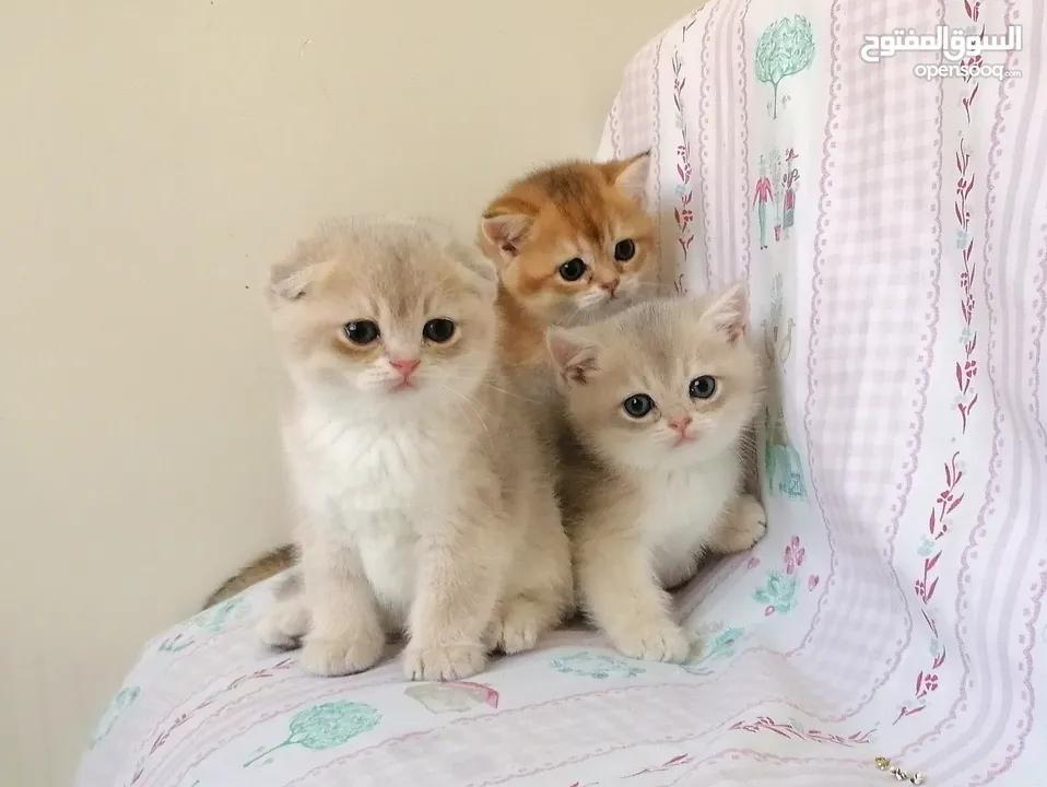 سكوتش فولد وسكوتش ستريت جولدن للبيع